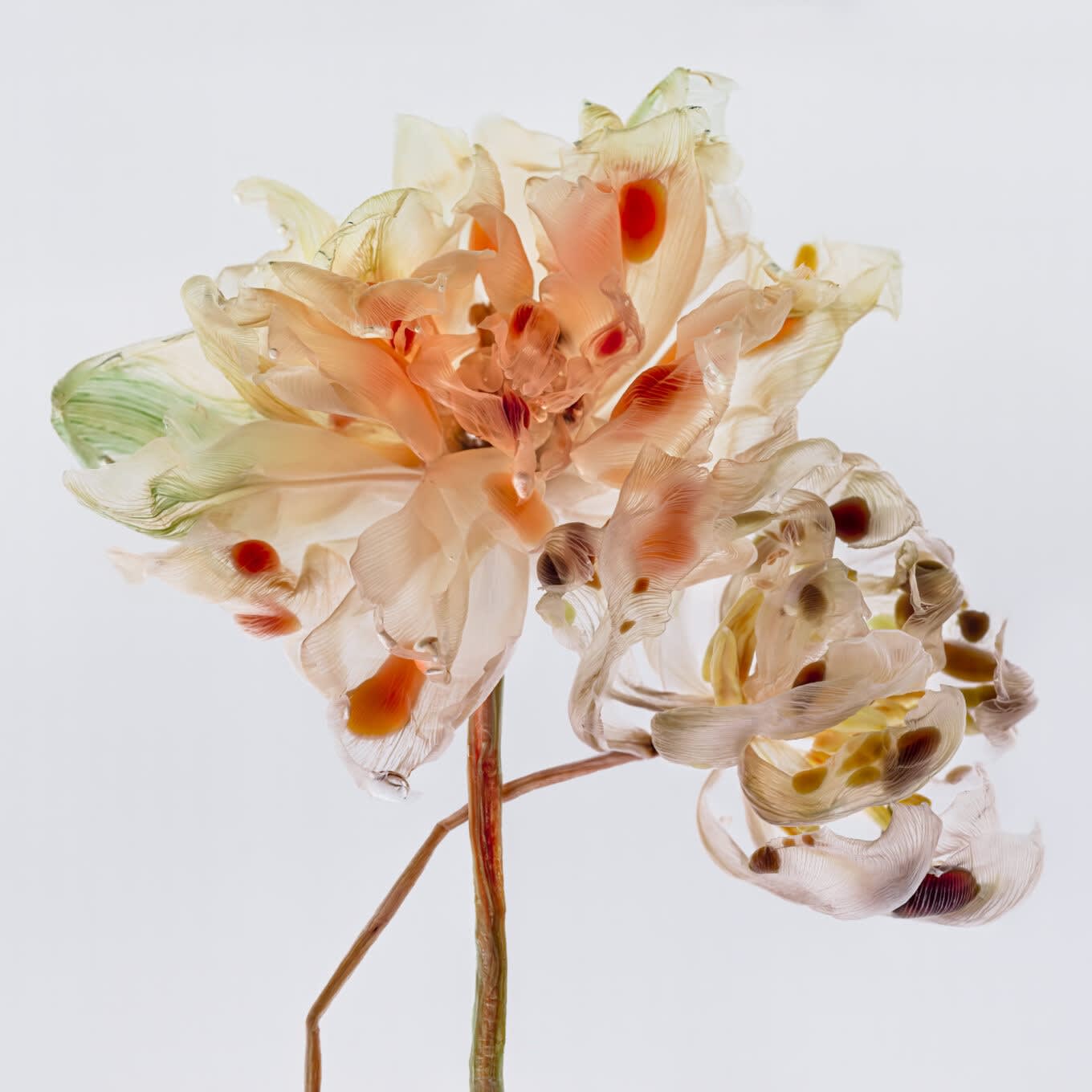 Kathrin Linkersdorff, From the series Fairies, II/6 , 2020