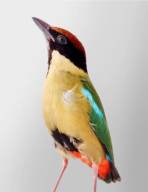 Leila Jeffreys, From the series Mixed Flock, Noisy Pitta, 2017