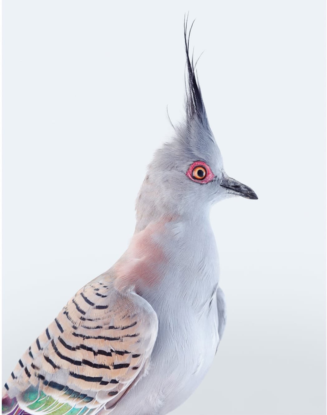 Leila Jeffreys, From the series Ornithurae - Pigeons, Crested Pigeon, 2017