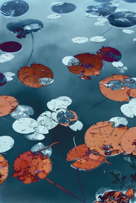 Santeri Tuori, Water Lilies 3, 2018