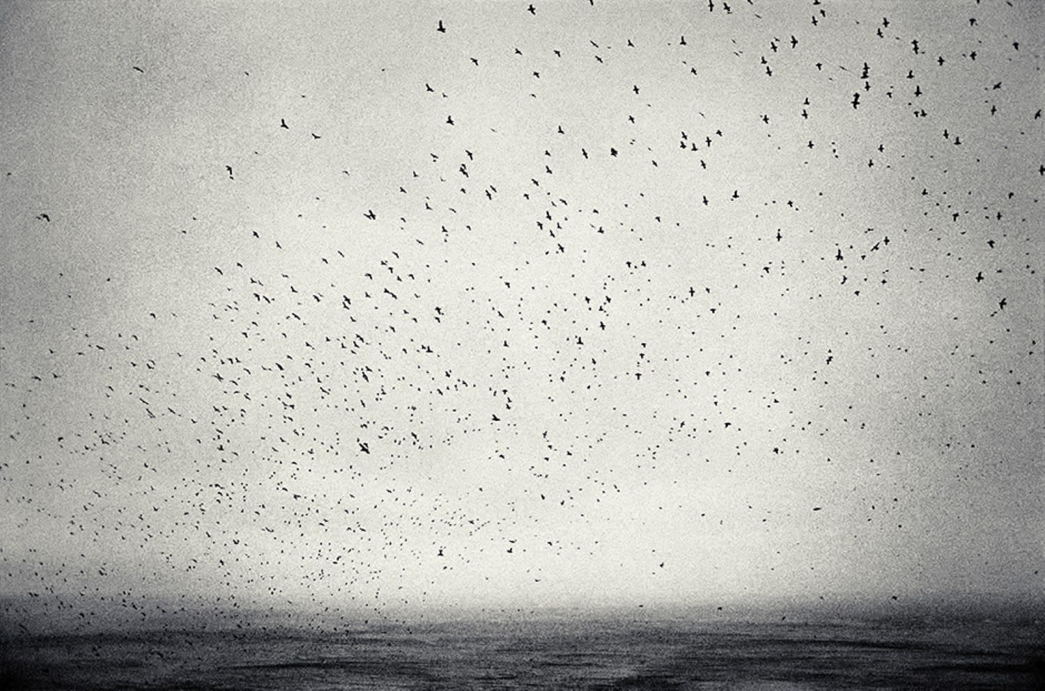 Joakim Eskildsen, From the series Nordic Signs, Puffins, 1993