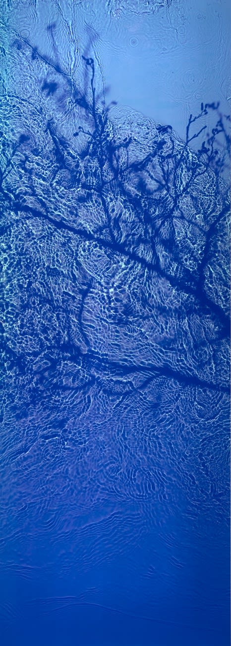Susan Derges, The Streens Alder, 1998 - 2020