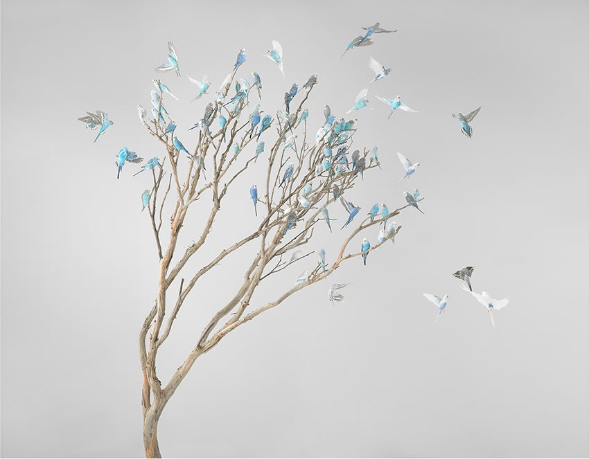 Leila Jeffreys, From the series High Society, Blue Blossoms, 2019