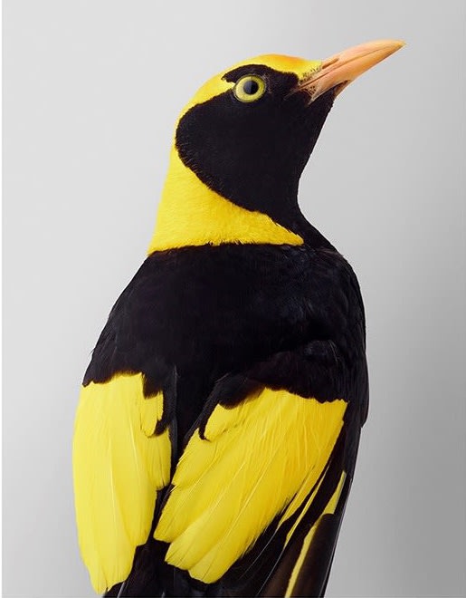 Leila Jeffreys, From the series Mixed Flock, Regent Bowerbird, 2017