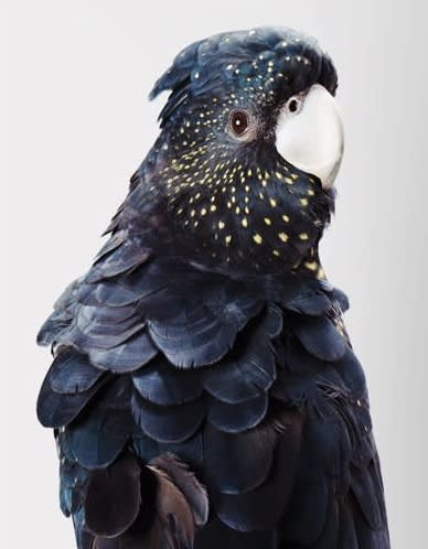 Leila Jeffreys, From the series Biloela - Wild Cockatoos, Rosie, Red-Tailed Black Cockatoo, 2012