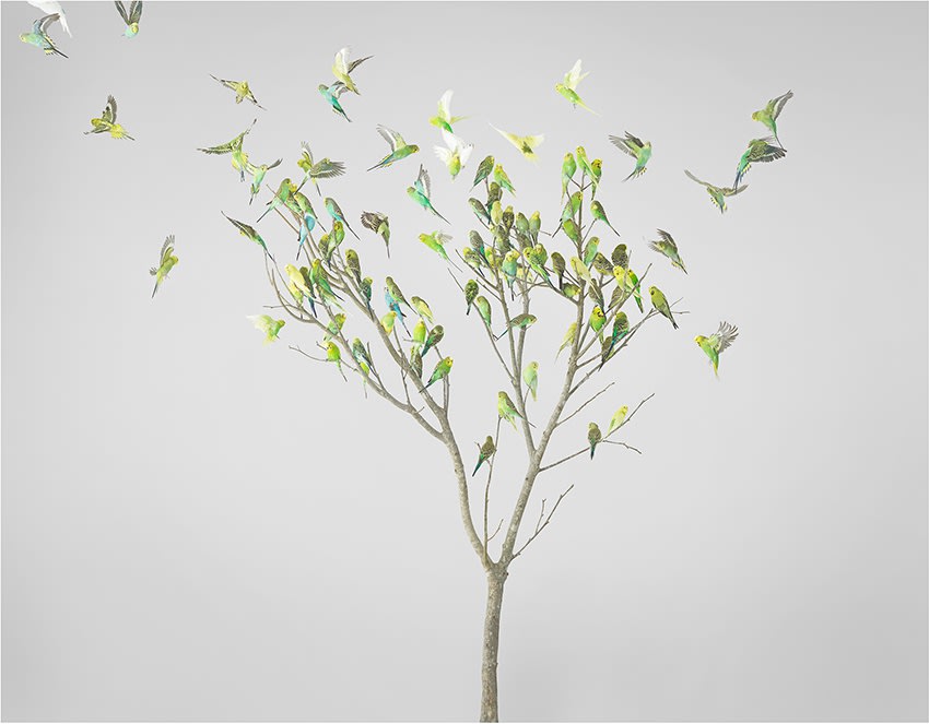 Leila Jeffreys, From the series High Society, Gum Leaves, 2019