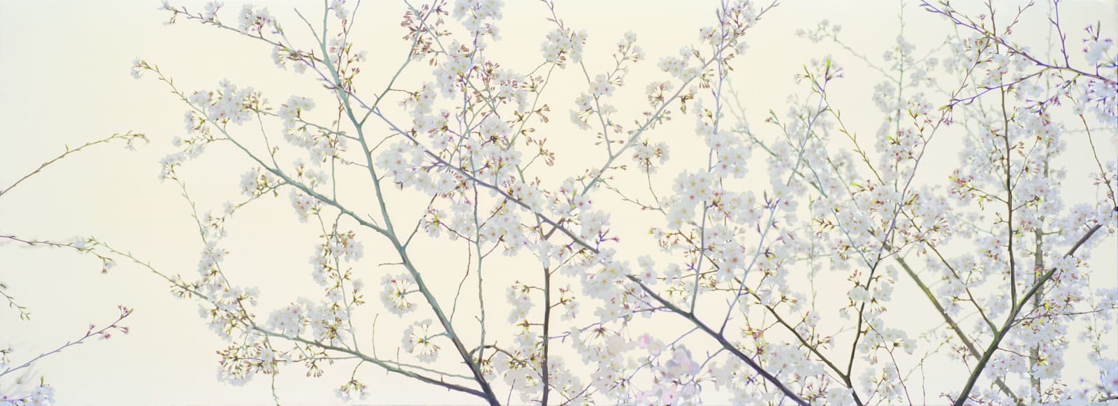 Sandra Kantanen, Untitled (Tree with Flowers 2) , 2014
