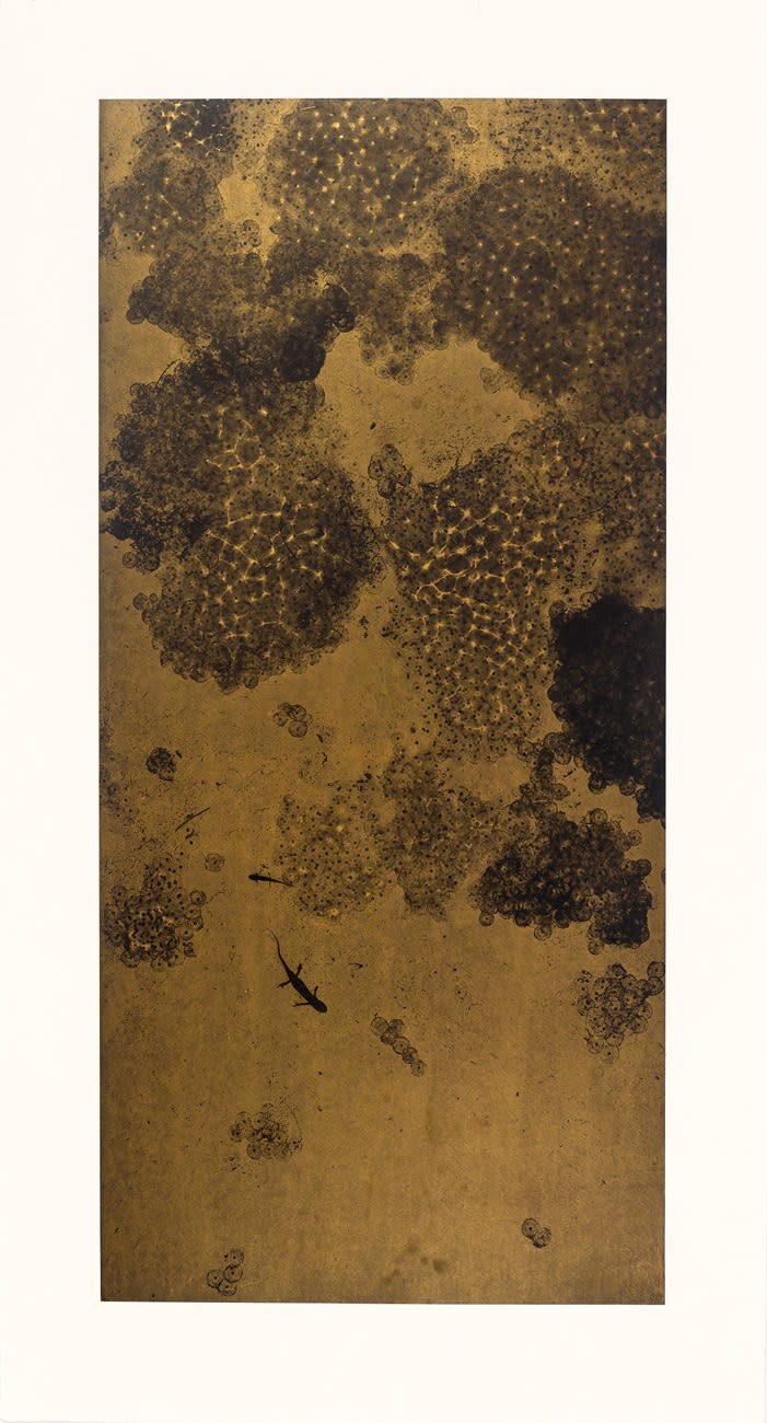 Susan Derges, From the series Soul of the Underground, Spawn, 2018