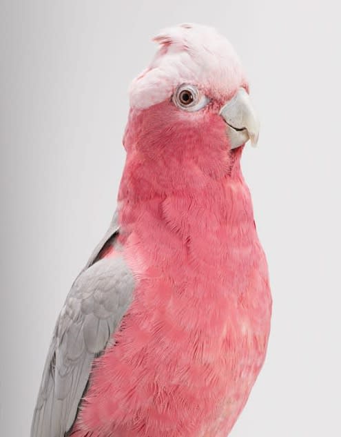 Leila Jeffreys, From the series Biloela - Wild Cockatoos, Queenie, Galah Cockatoo, 2012