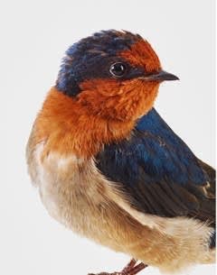Leila Jeffreys, From the series Songbirds, Maggie, Welcome Swallow, 2015