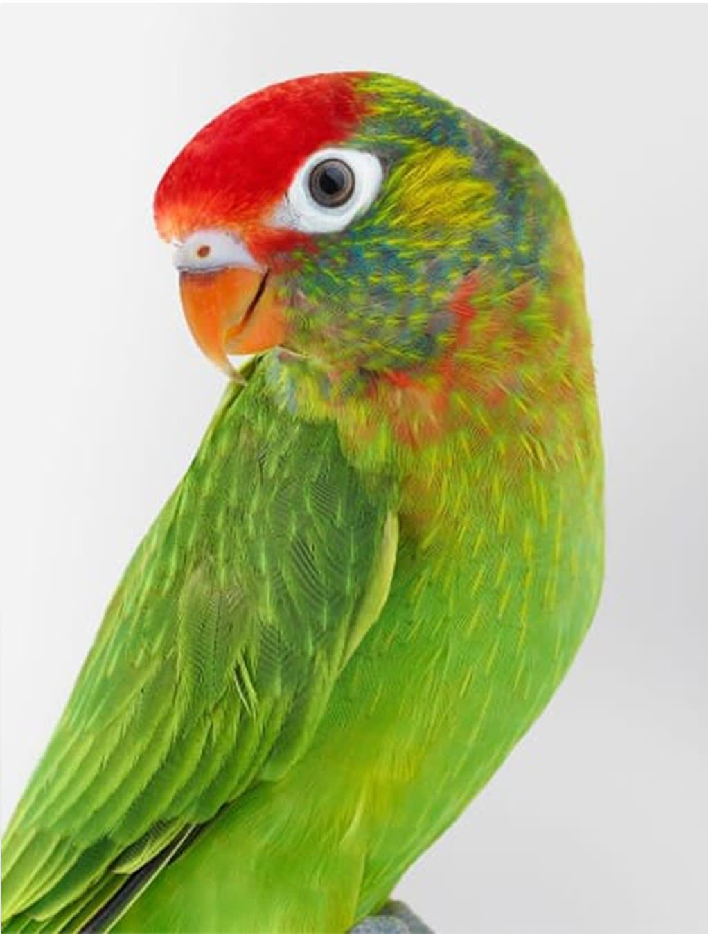 Leila Jeffreys, From the series The People in Parrots, Paulo, Varied Lorikeet, 2015