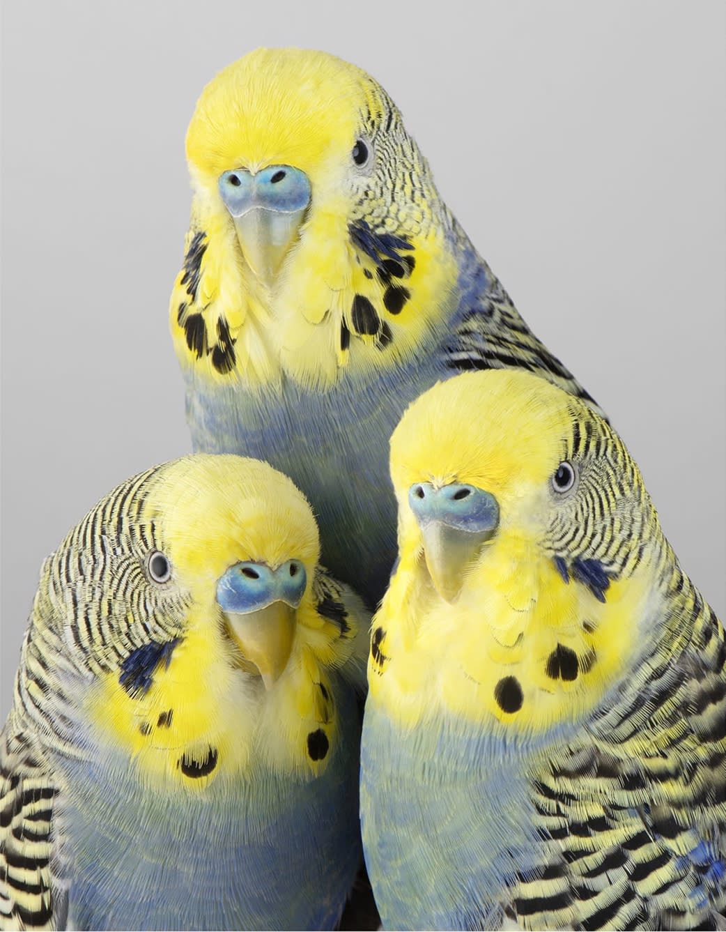 Leila Jeffreys, From the series High Society, The Tweets, 2019