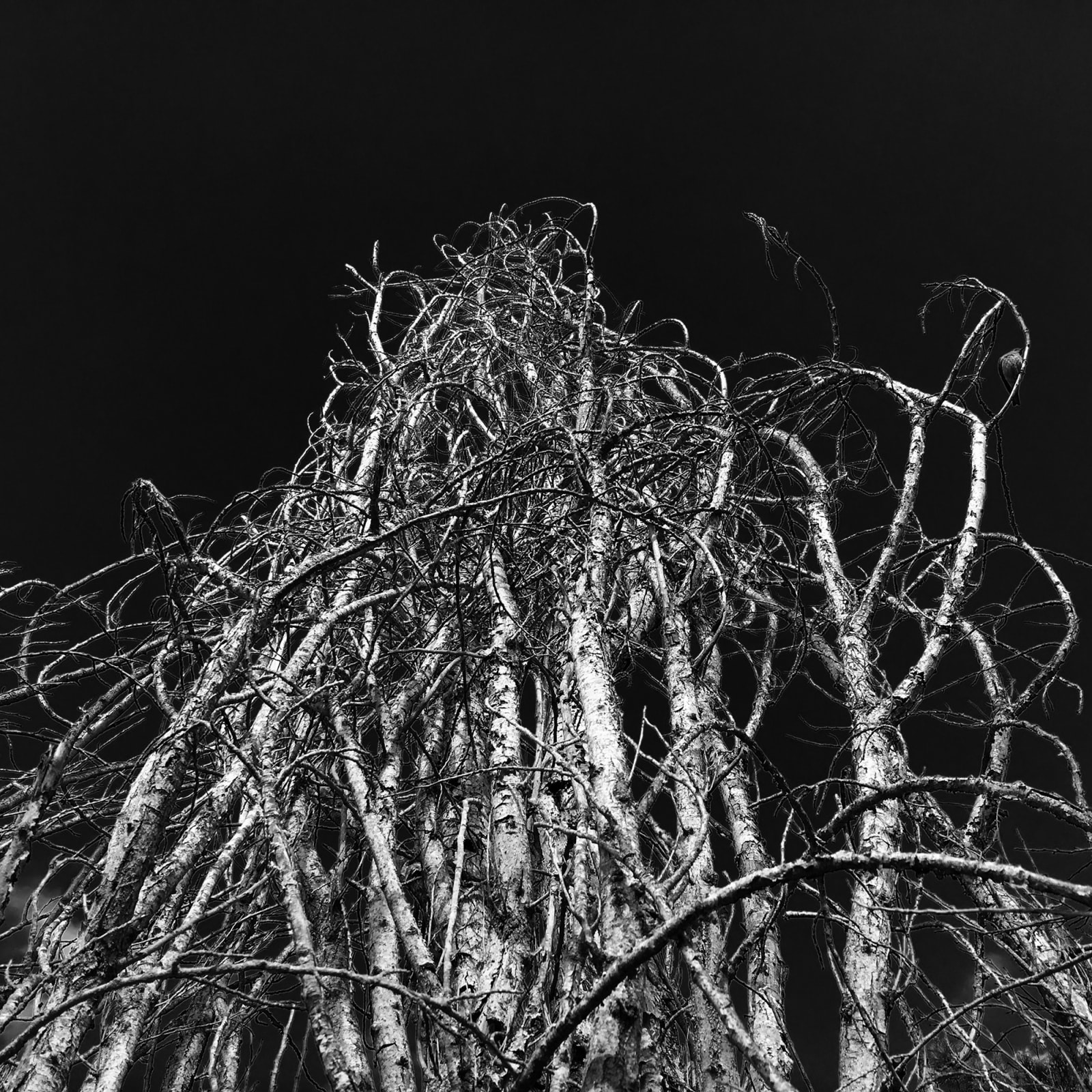 Diana Matar, From the series My America, Michael Le Mon, Lake Isabella, California 1958-2015