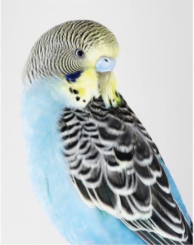 Leila Jeffreys, From the series High Society, Buckbeak, 2019