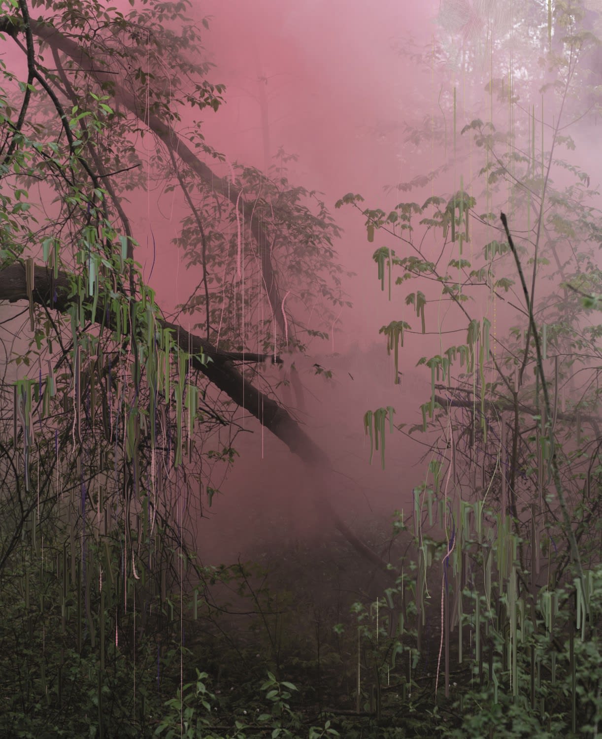 Sandra Kantanen, Forest 17, 2019