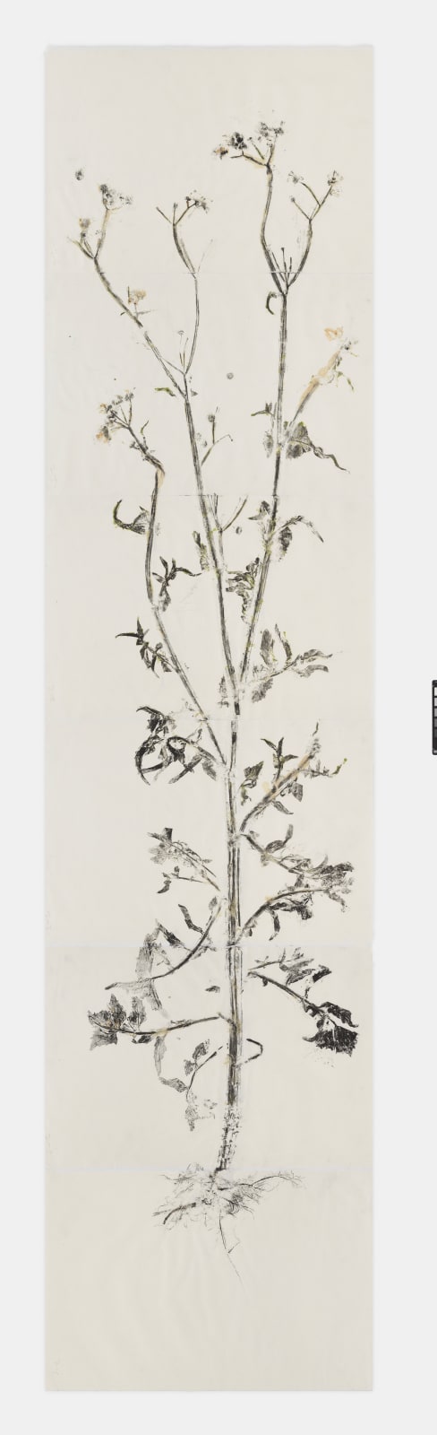 Simryn Gill, Maria's Garden Studies-Spent Dandelion (6) sheets), 2020/2021