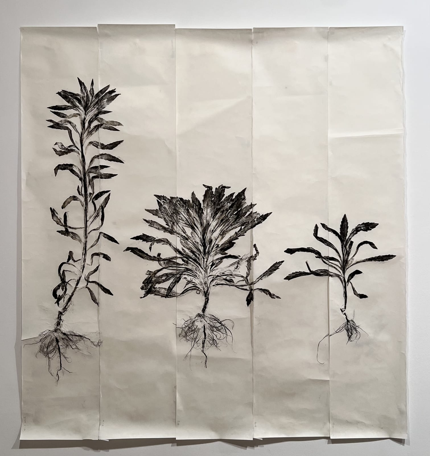 Simryn GILL, Weeds Suite 4, 2020/2021
