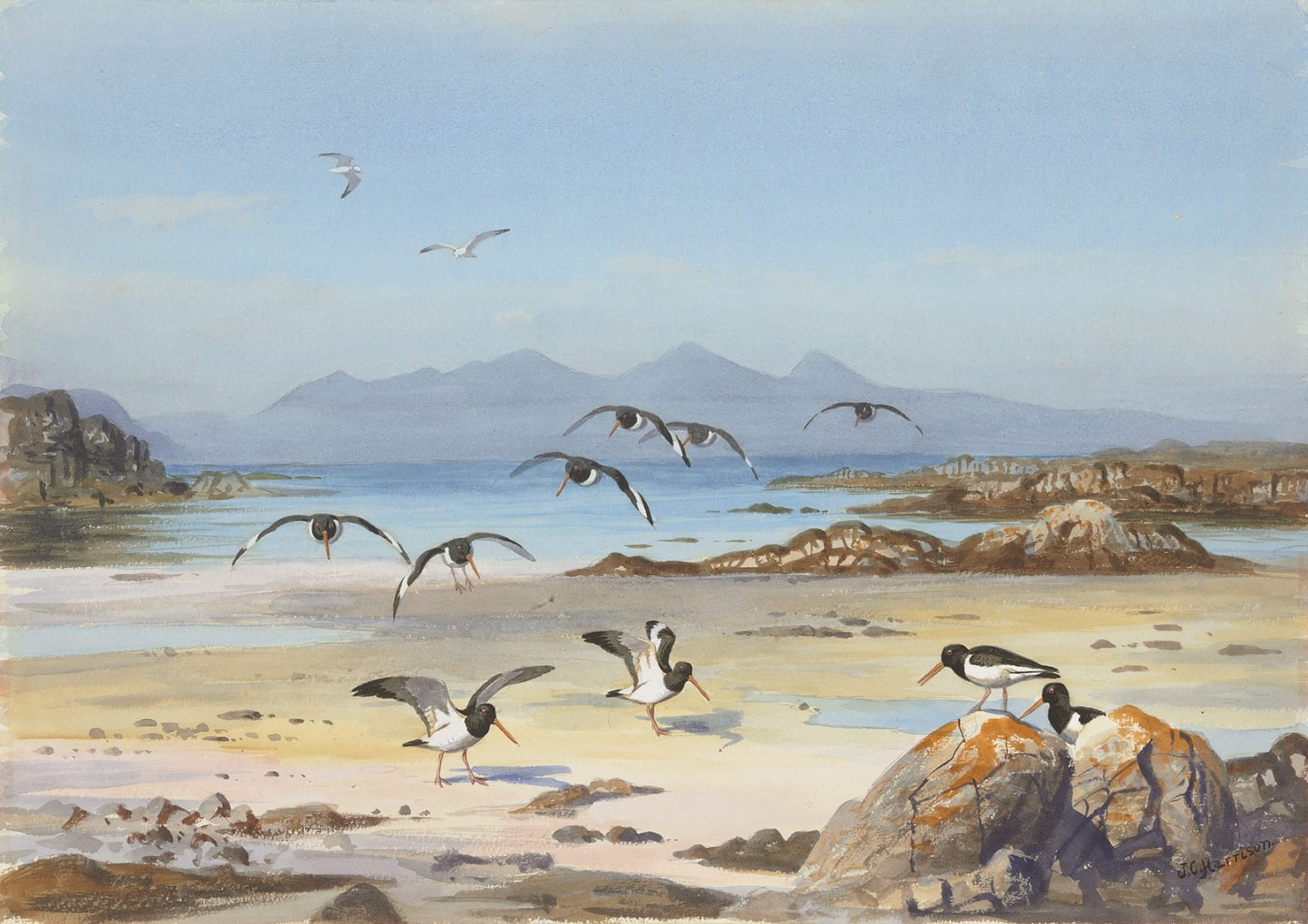 John Cyril Harrison, Isle of Rum from Arisaig, Oystercatchers on the foreshore