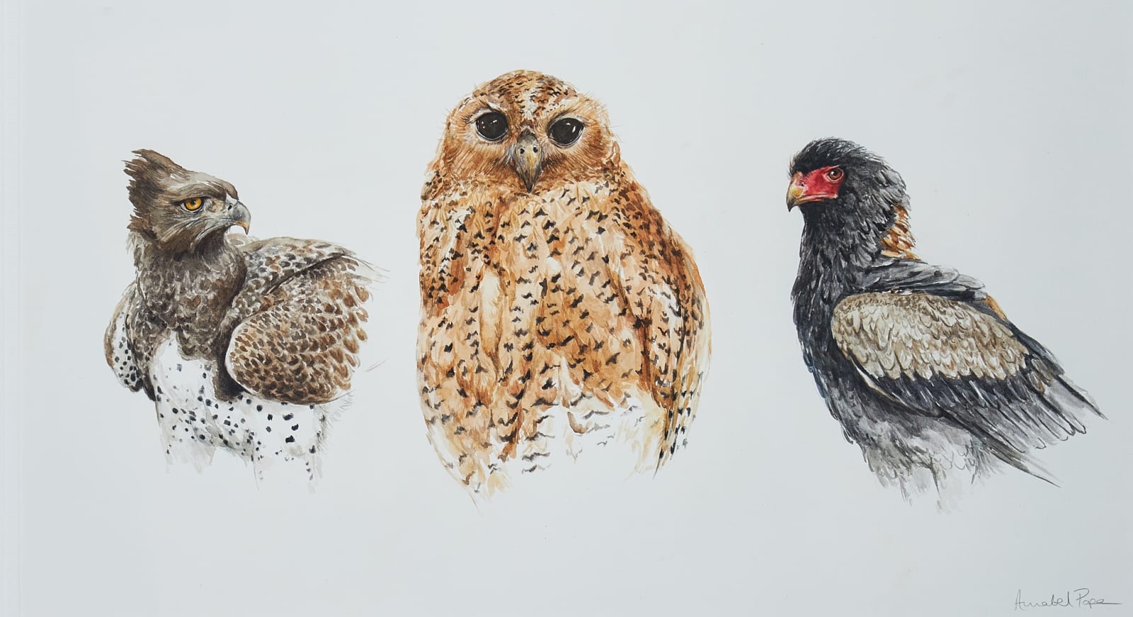 Annabel Pope, Birds of prey