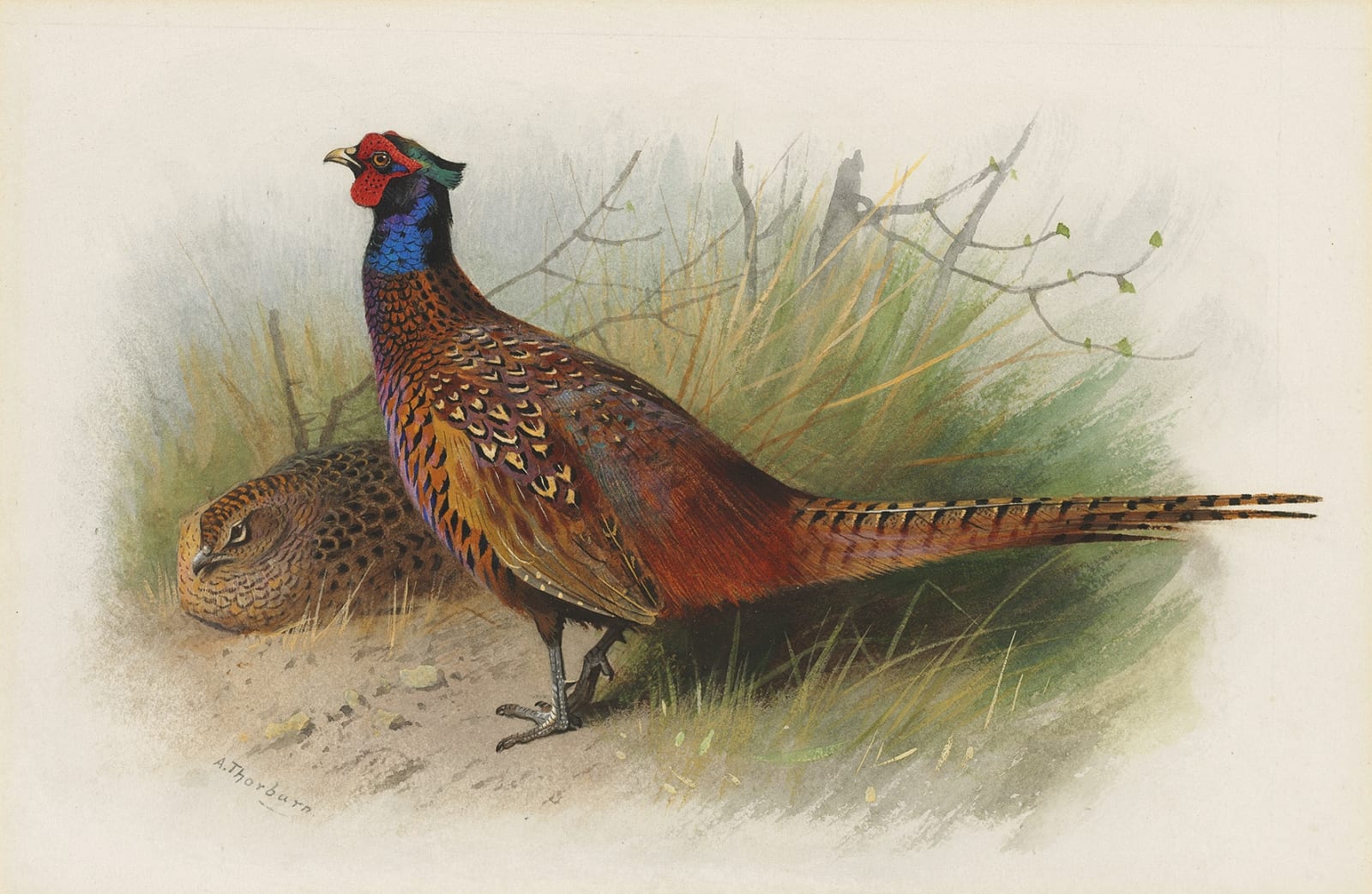 Archibald Thorburn, Cock and hen Pheasant