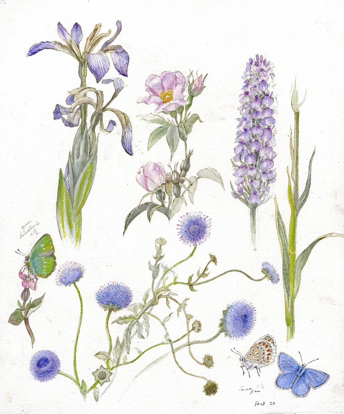 Emma Faull, Meadow study