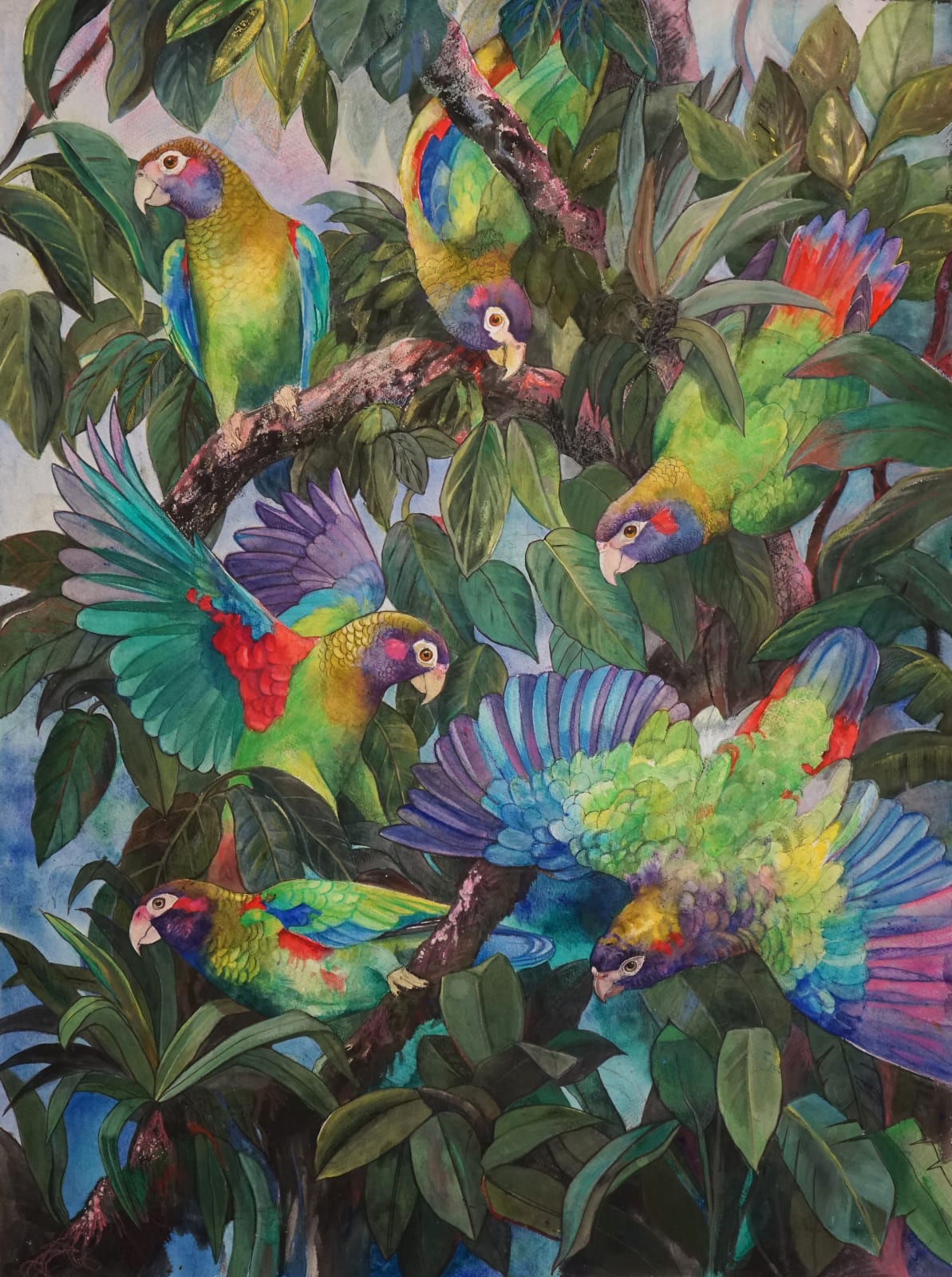 Emma Faull, Brown-hooded Parrots