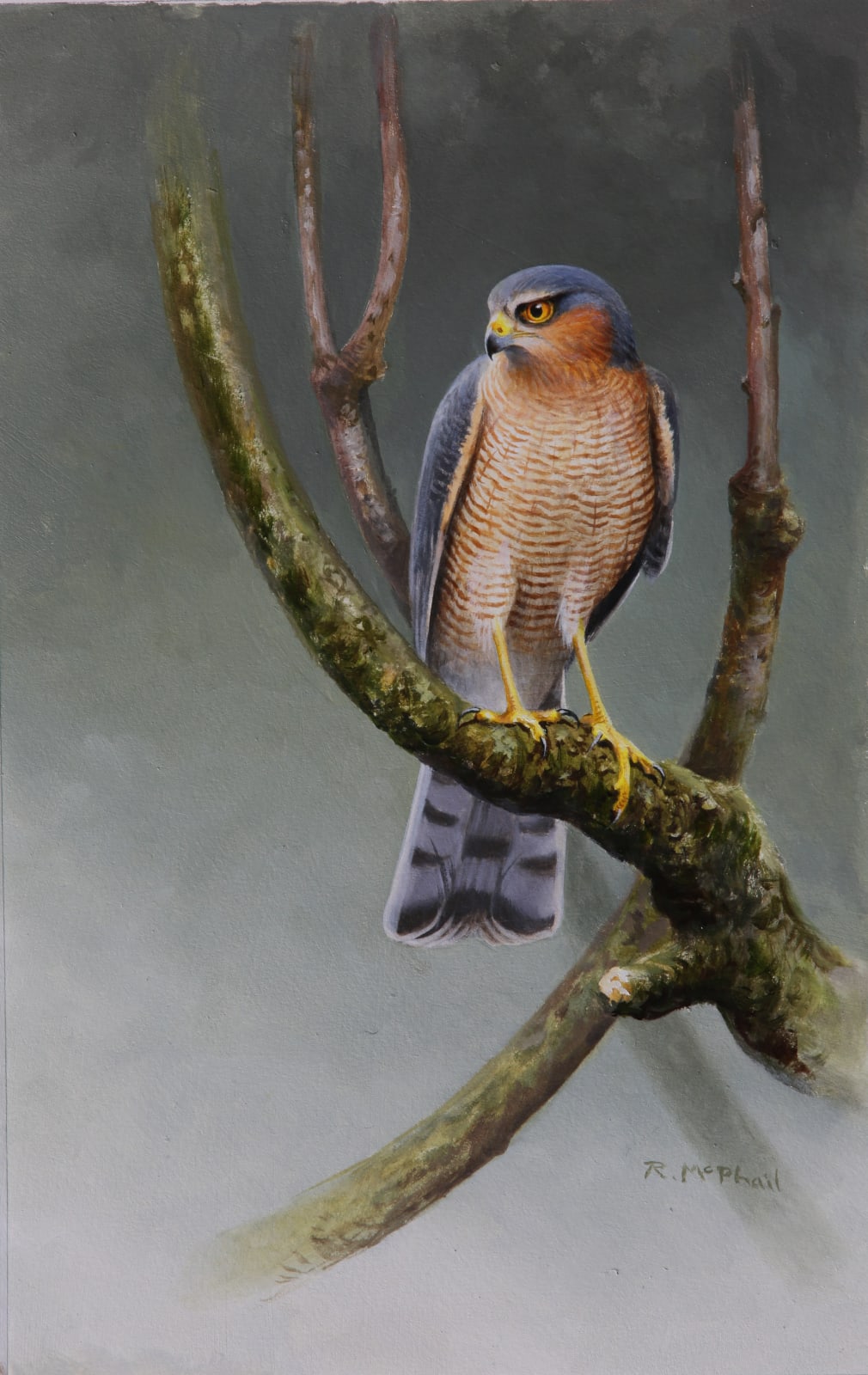 Rodger McPhail, Sparrowhawk