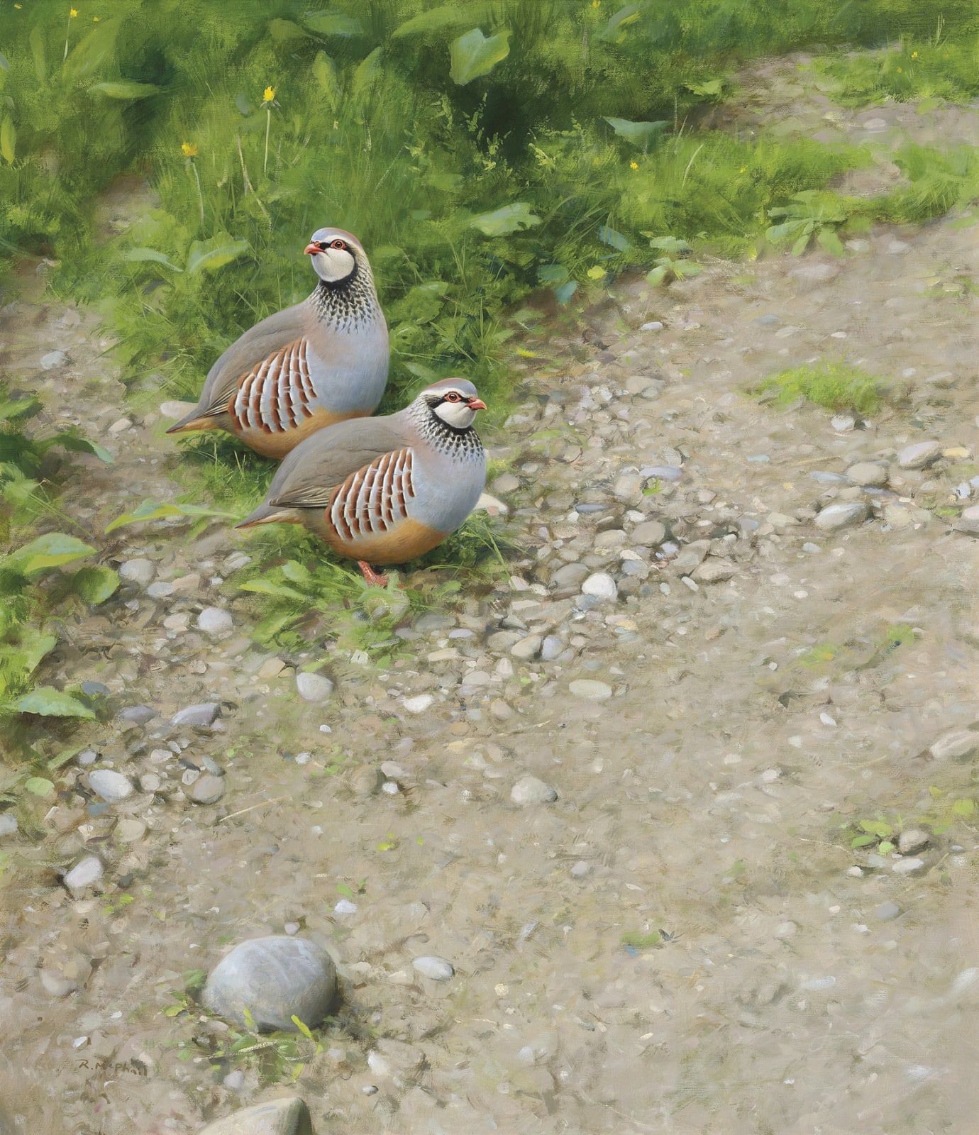 Rodger McPhail, Red-legged Partridges