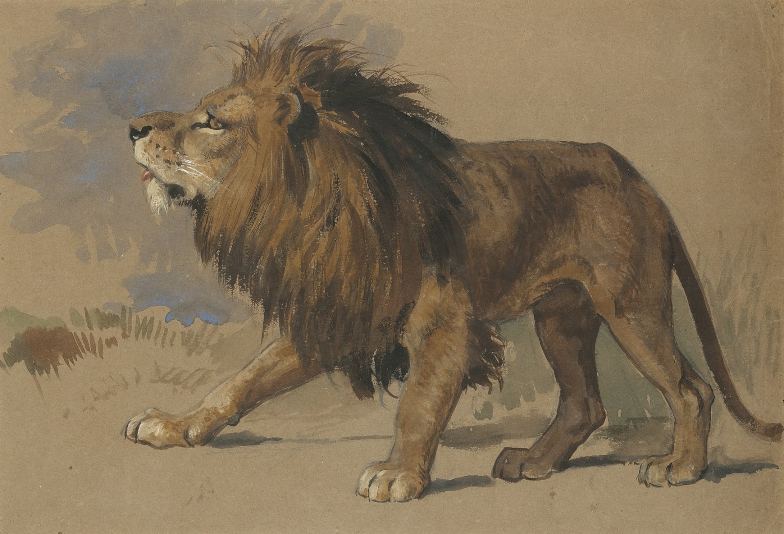 Archibald Thorburn, Lion study