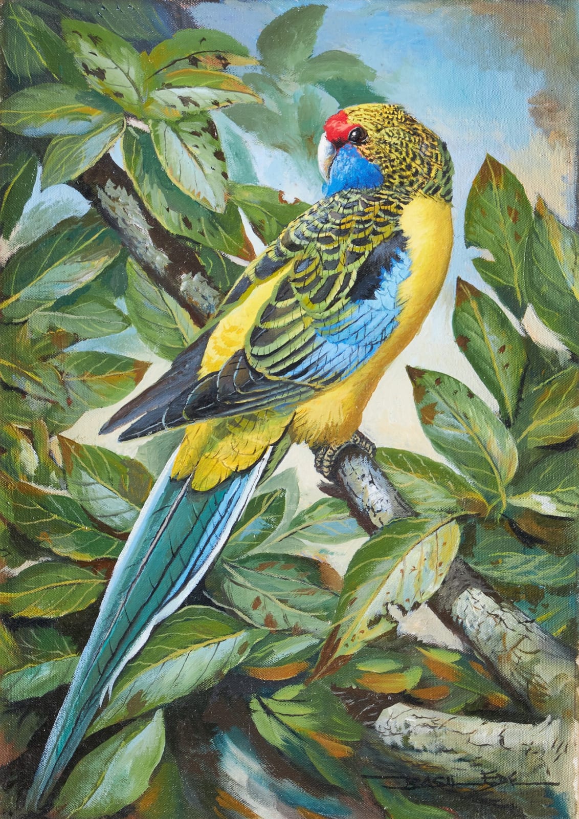 Basil Ede, Yellow Rosella