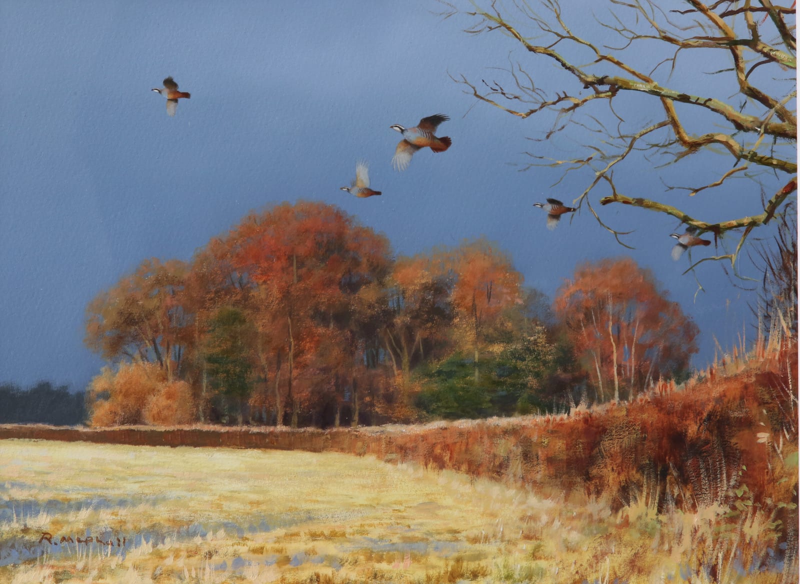 Rodger McPhail, Redlegs over a hedge