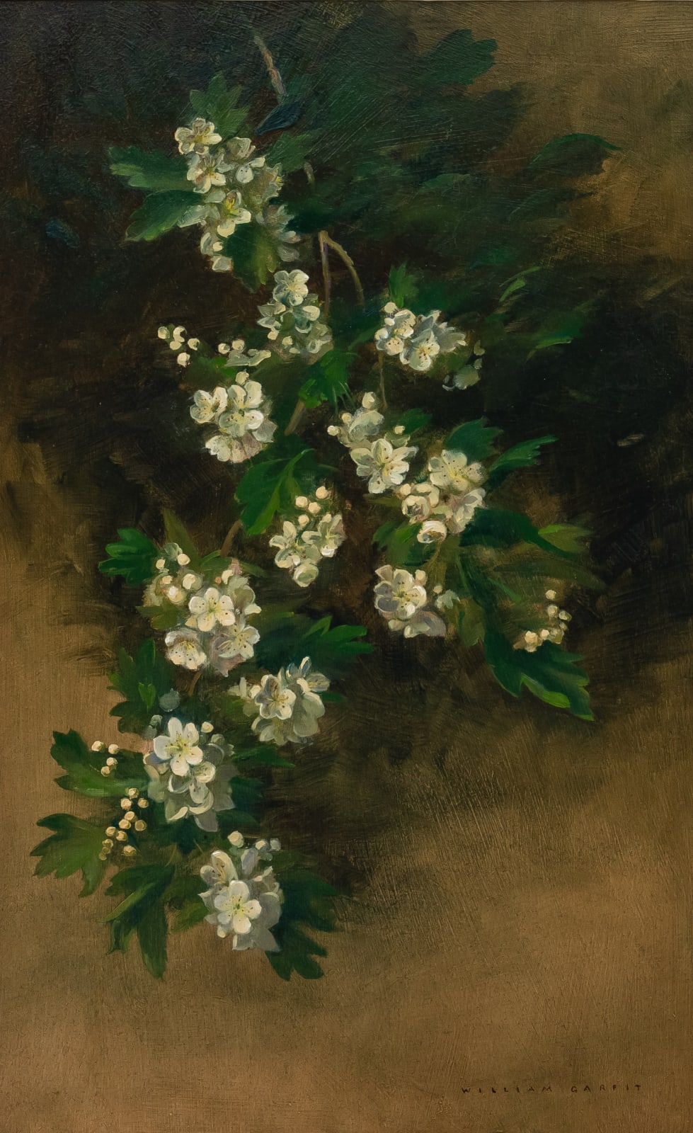 William Garfit, Hawthorn or May, Crataegus monogyna