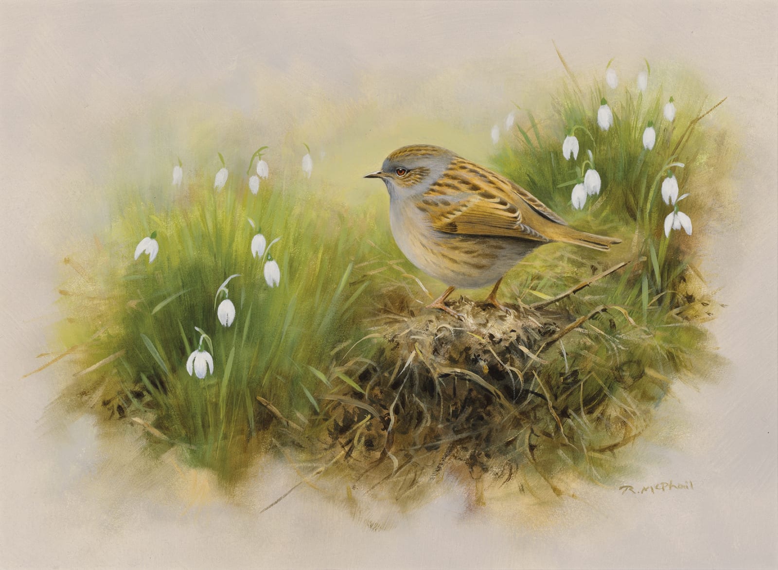 Rodger McPhail, Dunnock and snowdrops