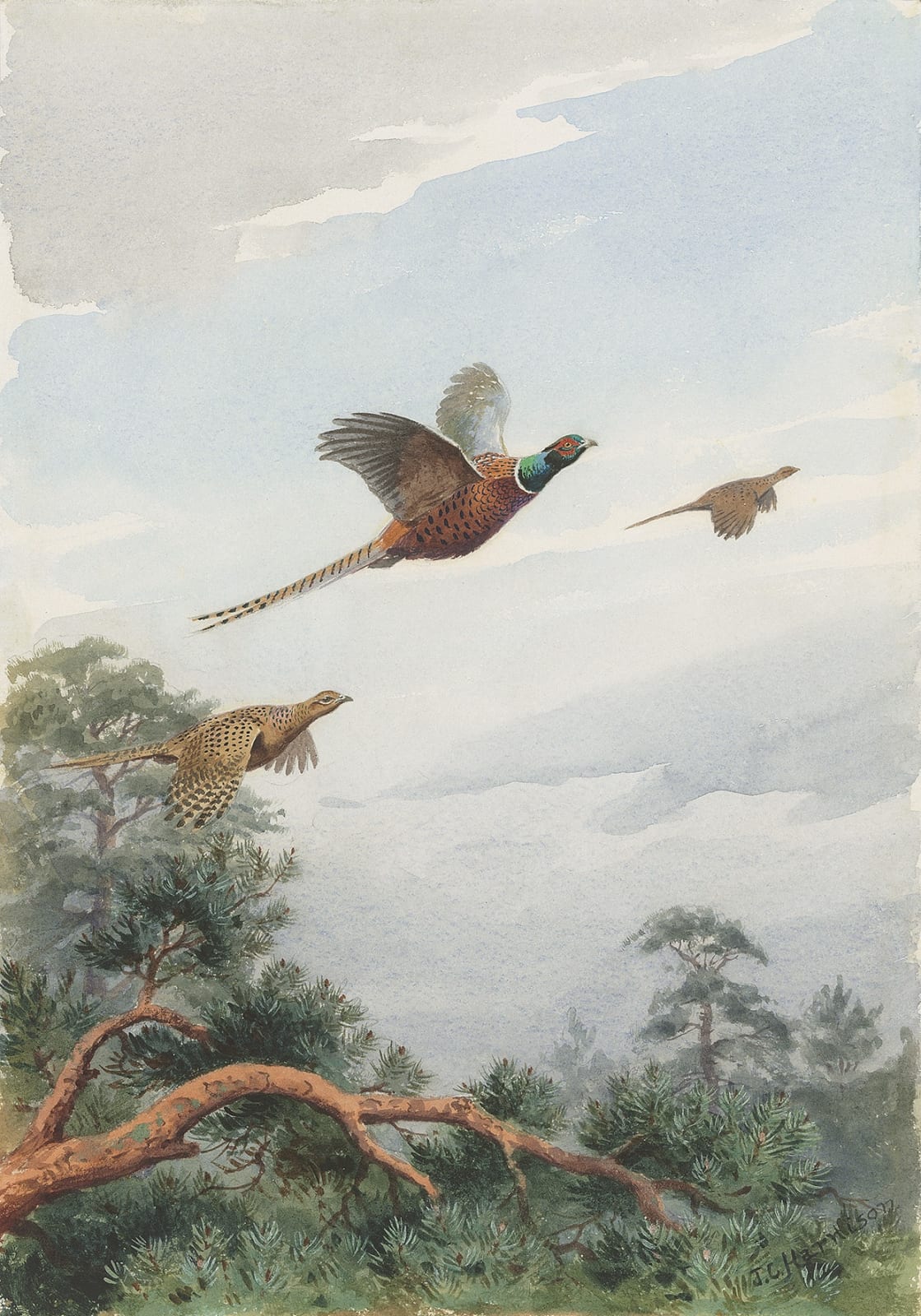 John Cyril Harrison, Topping the firs, Pheasants
