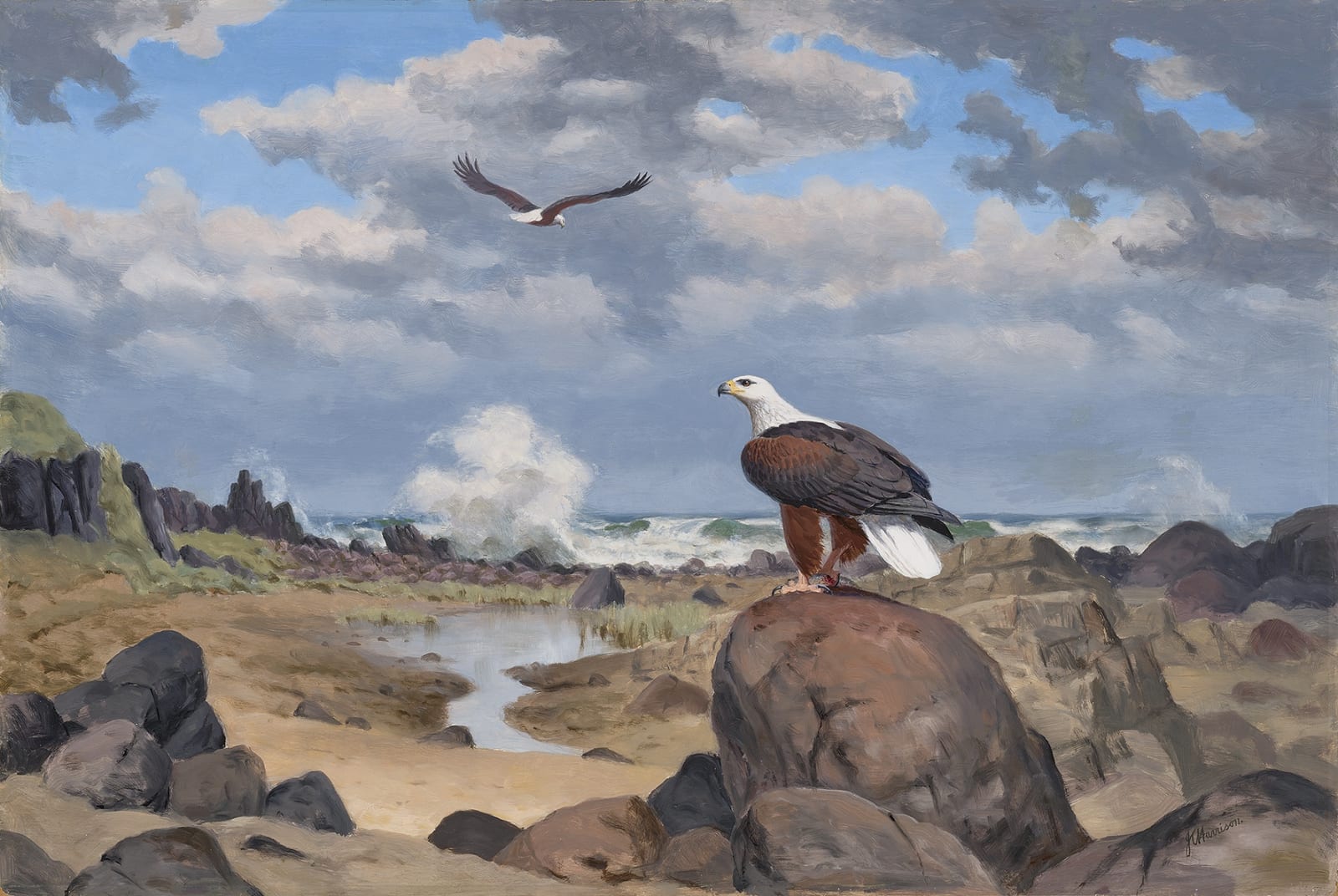 John Cyril Harrison, Fish eagles, Natal coast