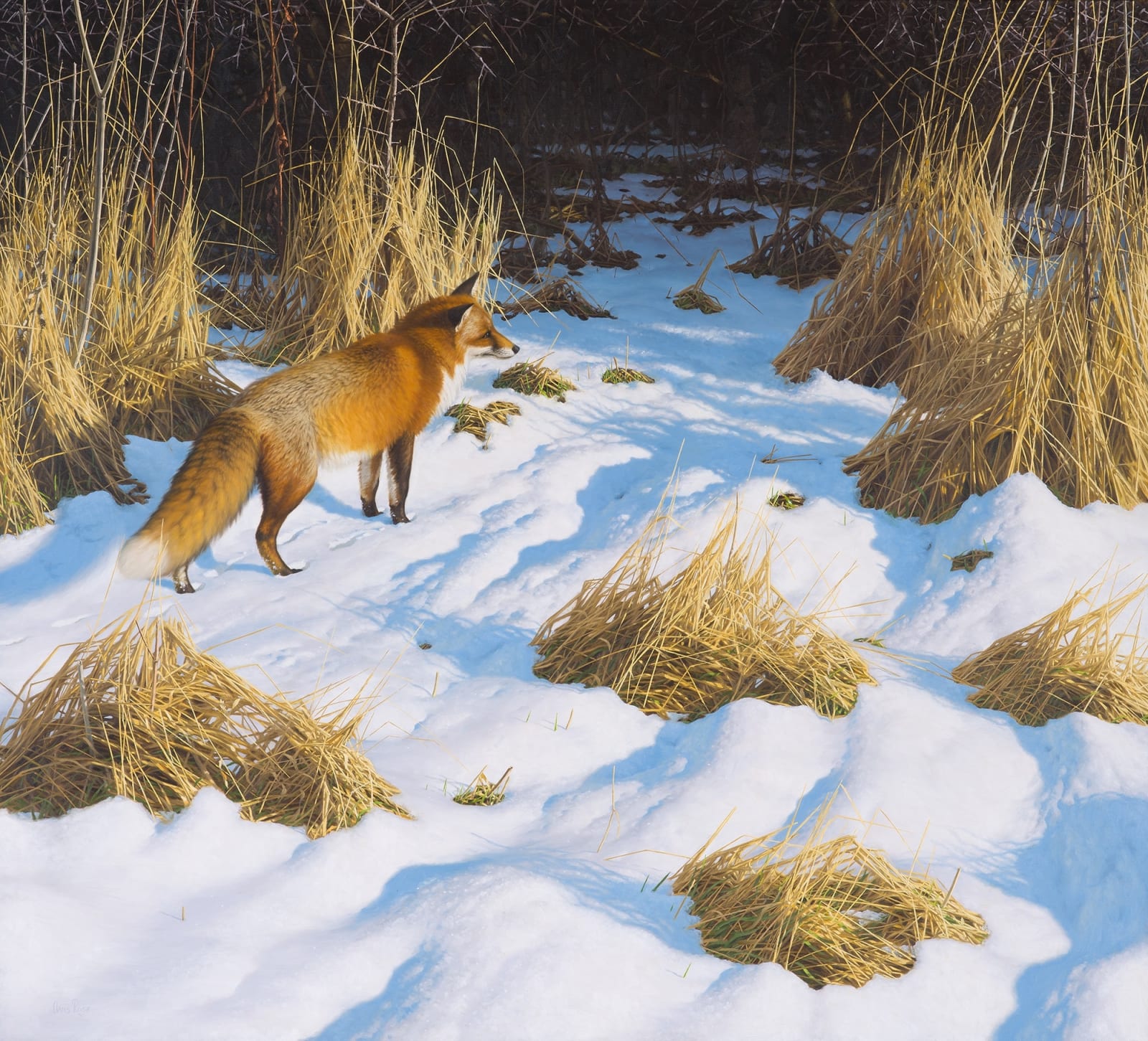Chris Rose, Winter fox