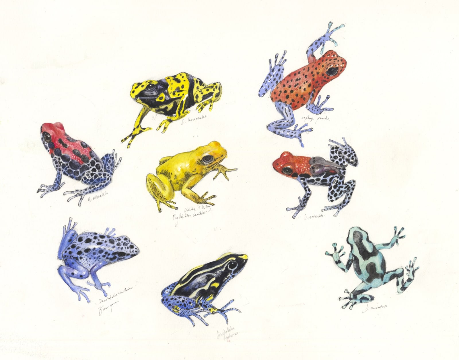 Emma Faull, Poison-arrow Frogs