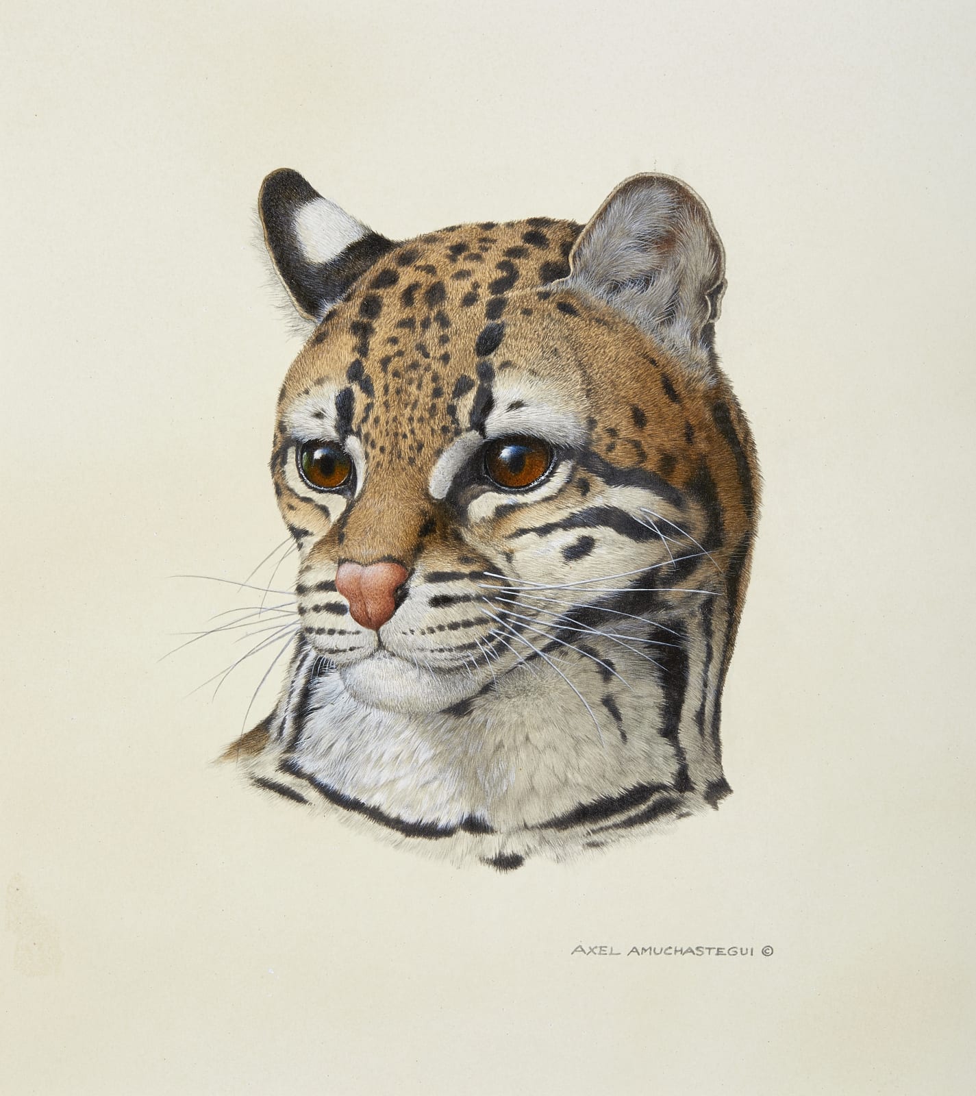 Axel Amuchastegui, Head of an Ocelot
