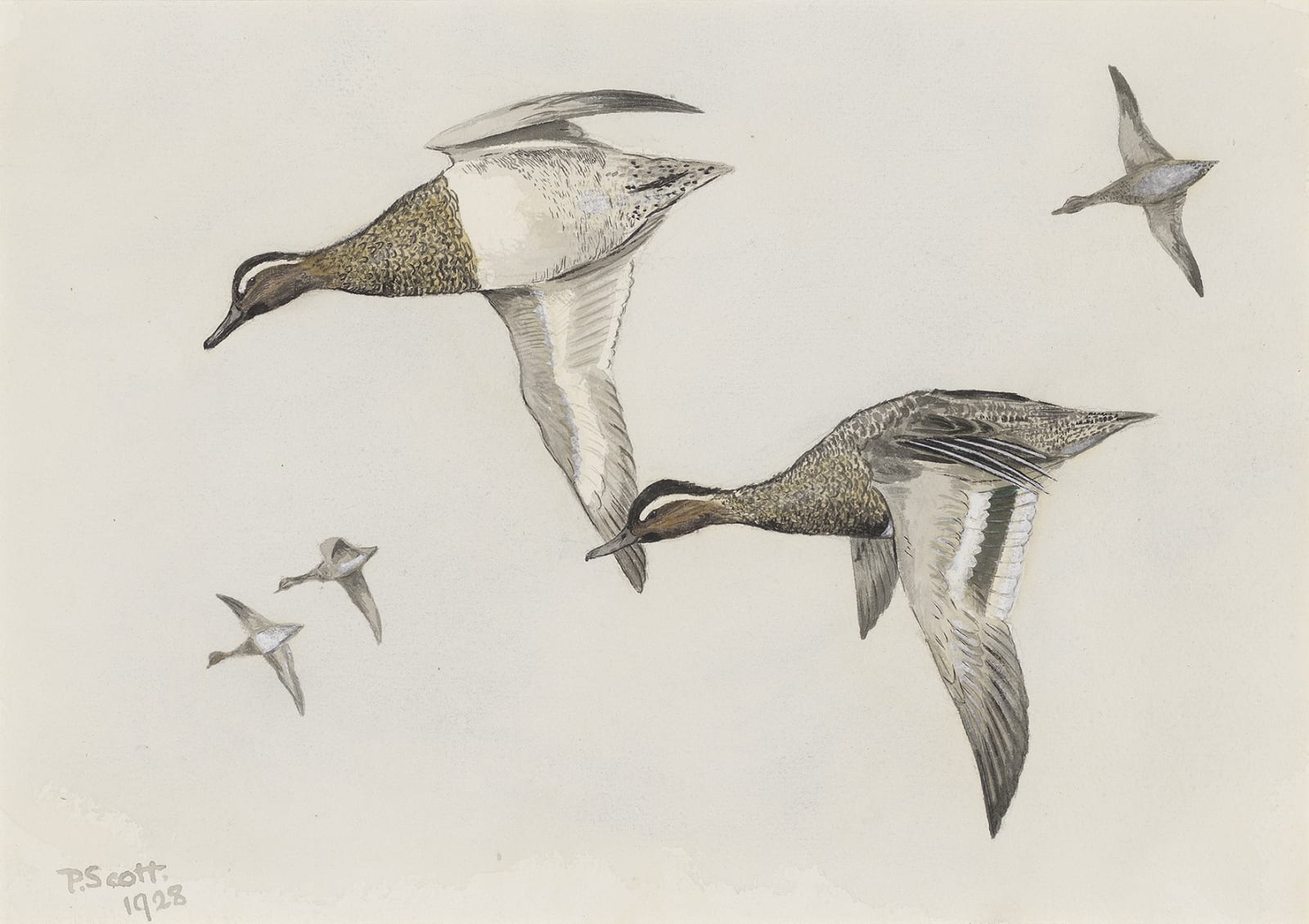 Sir Peter Markham Scott, Ducks in flight