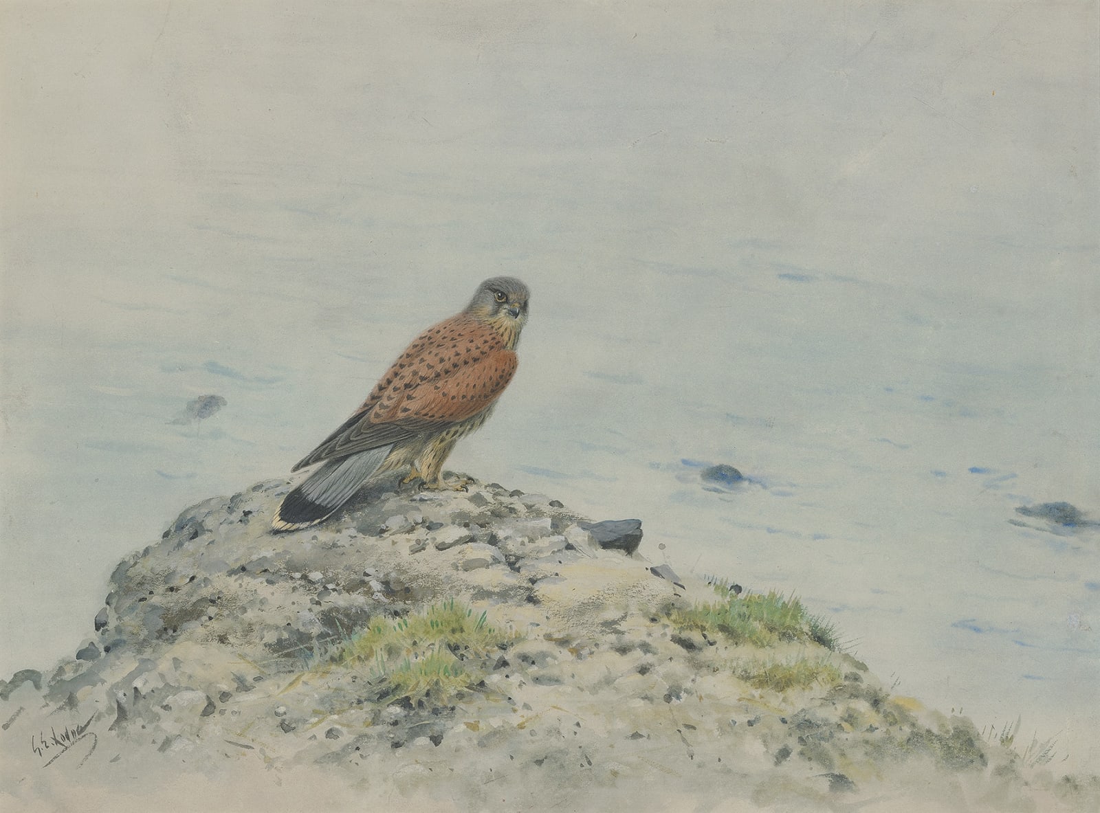 George Edward Lodge, Kestrel