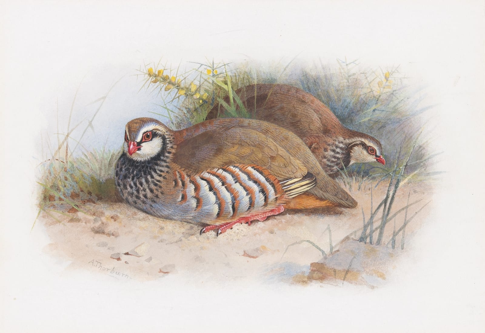 Archibald Thorburn, French partridge