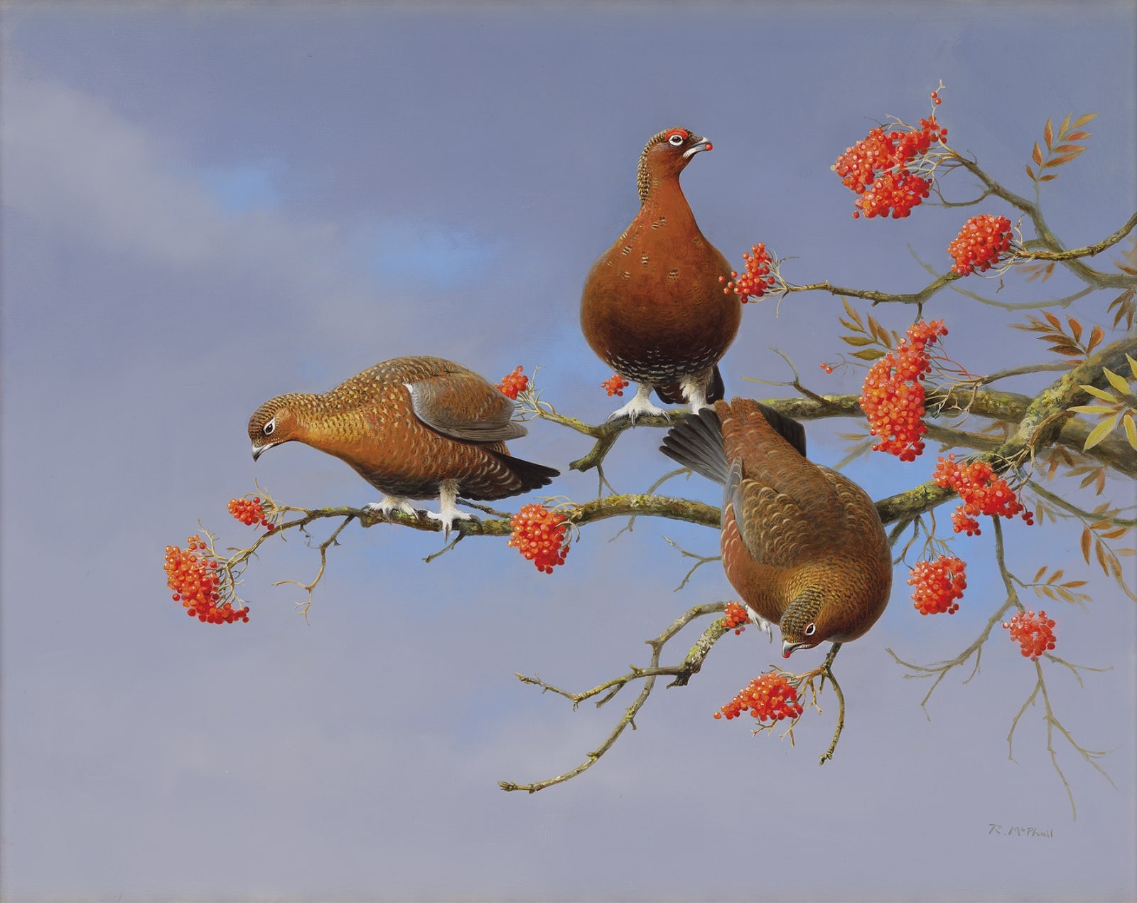 Rodger McPhail, Grouse and berries