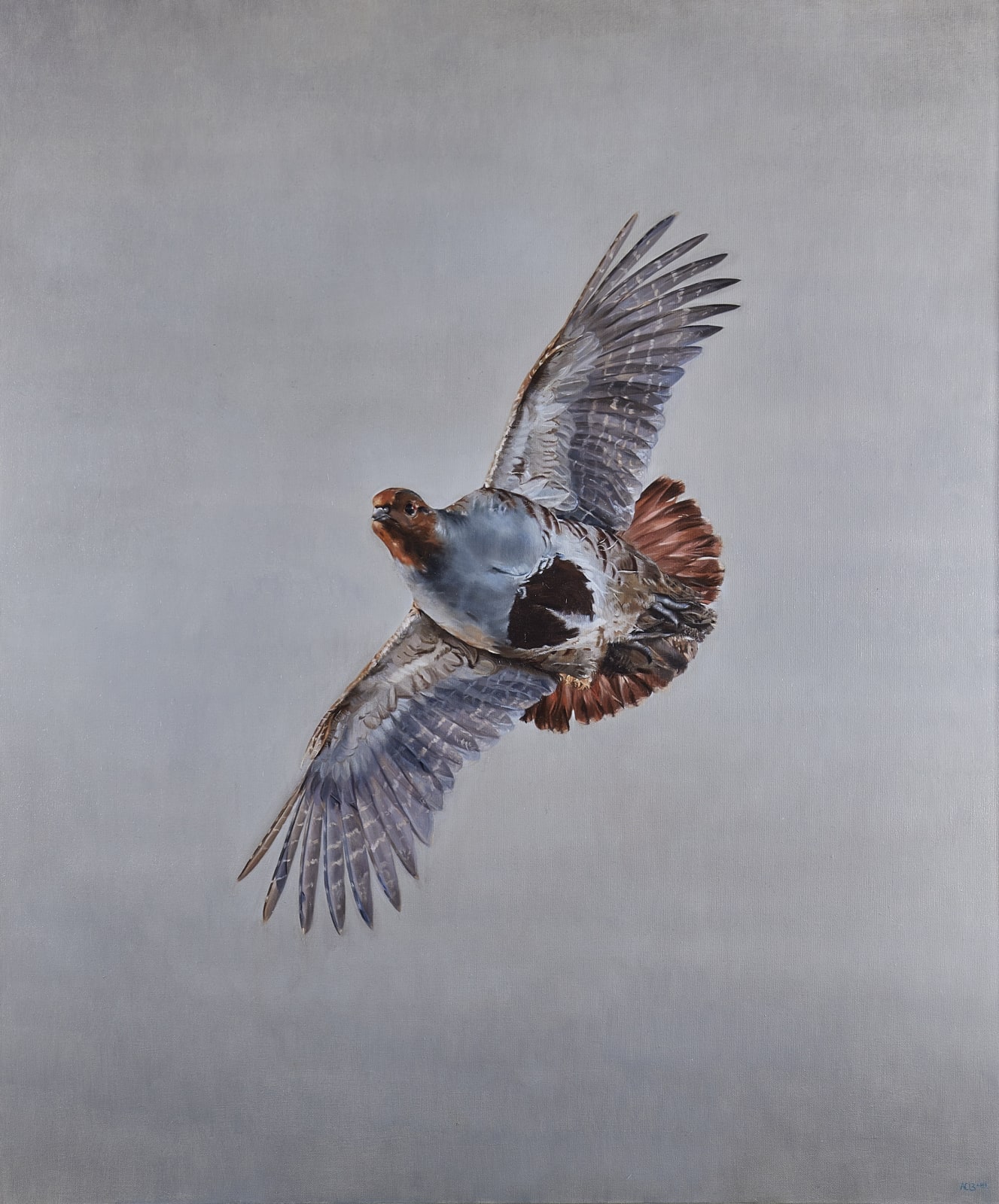 Anna Clare Lees-Buckley, Grey partridge in flight