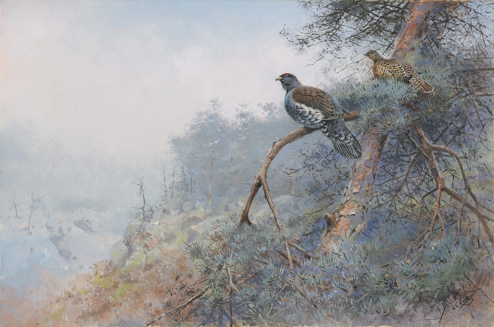 George Edward Lodge, Capercaillie