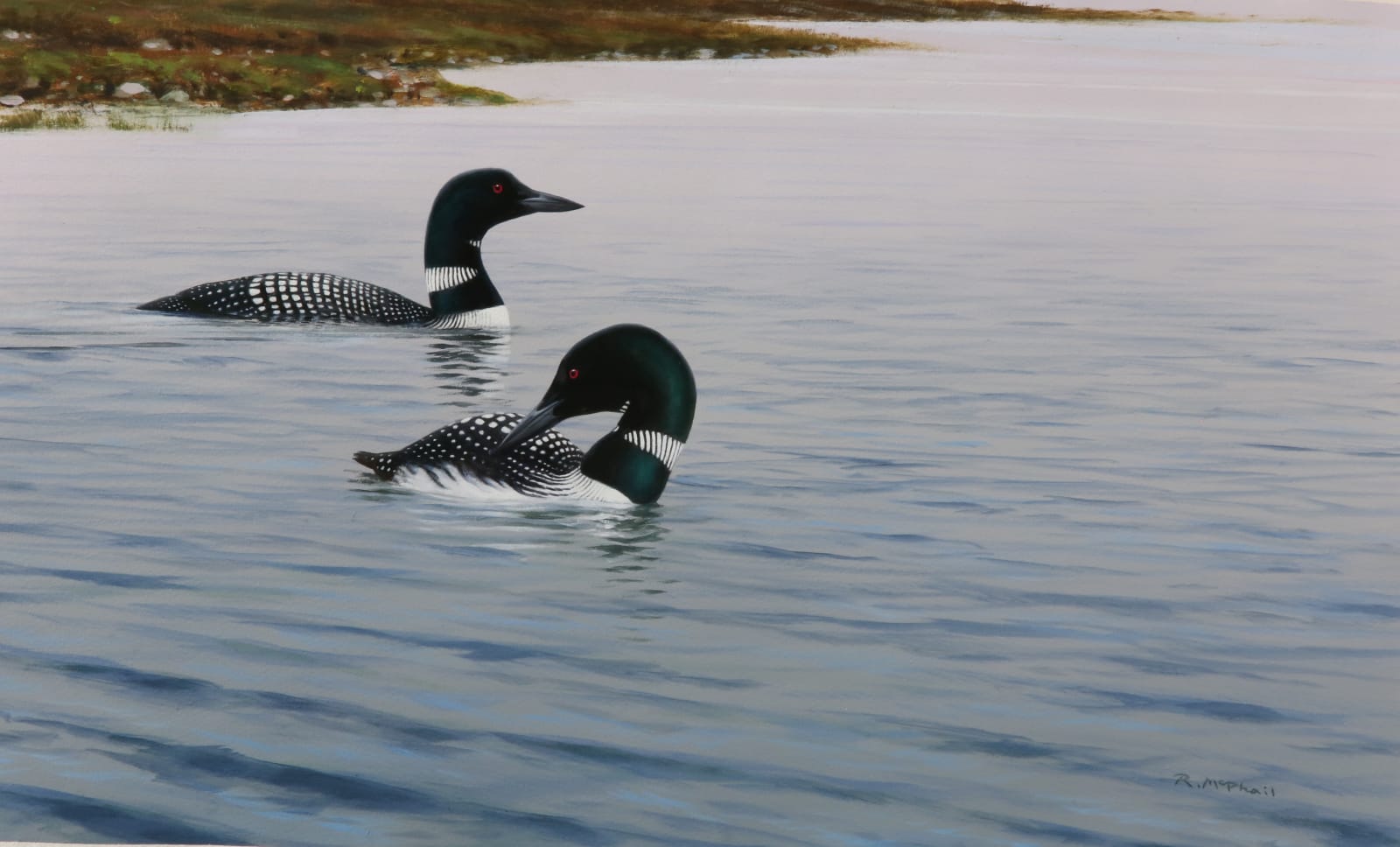 Rodger McPhail, Great northern divers