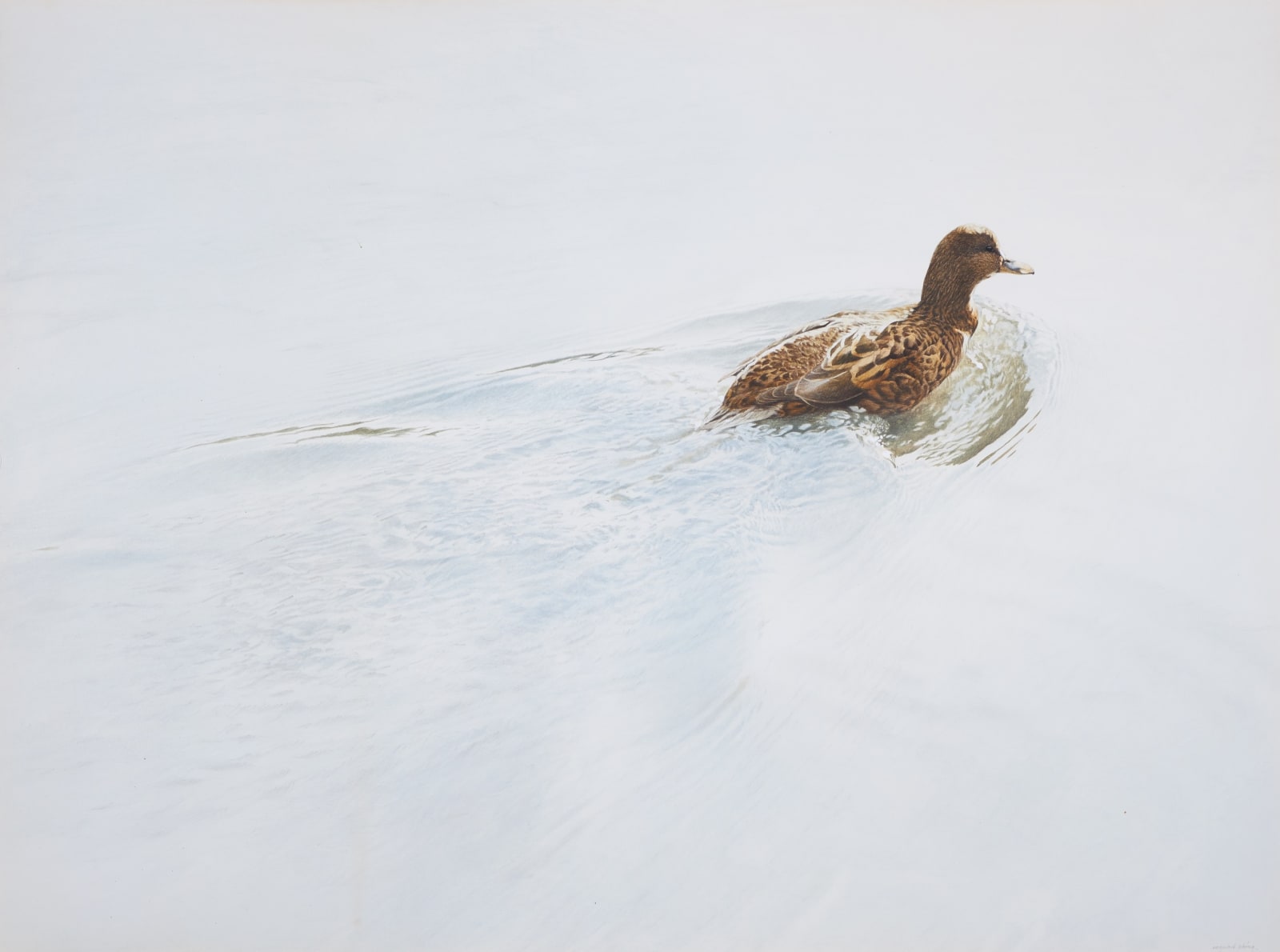 Ray Harris Ching, Mallard hen in water