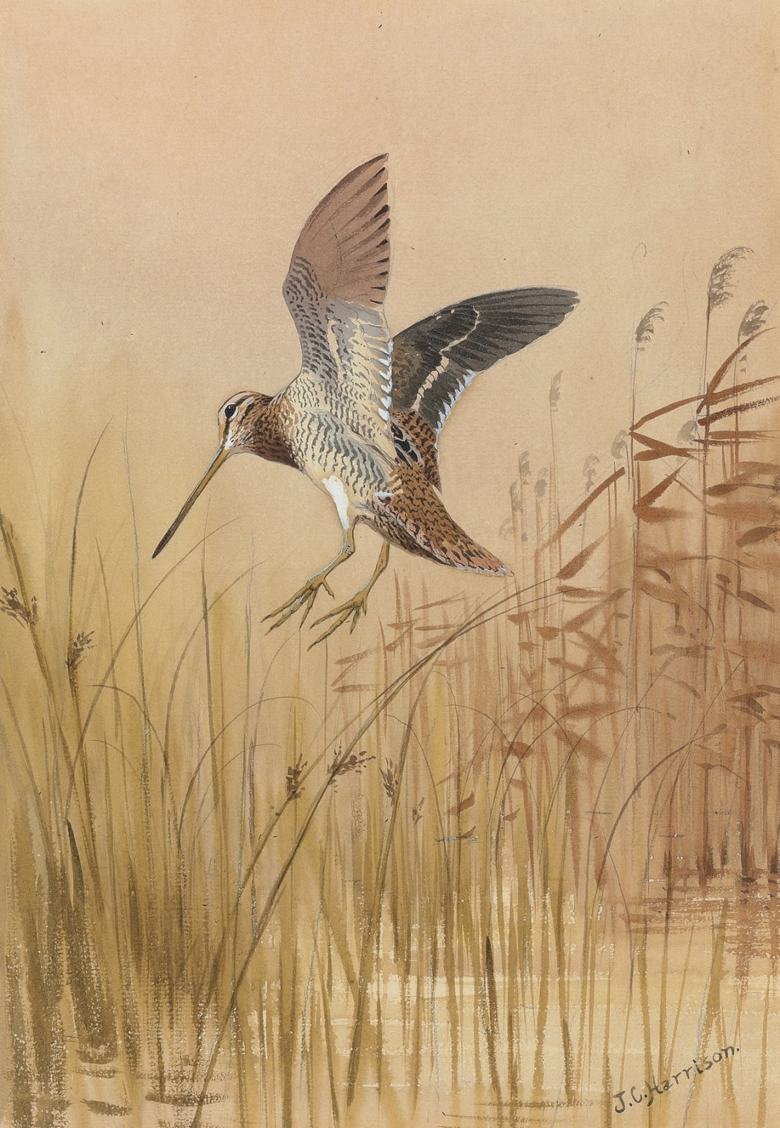John Cyril Harrison, Snipe dropping into the rushes