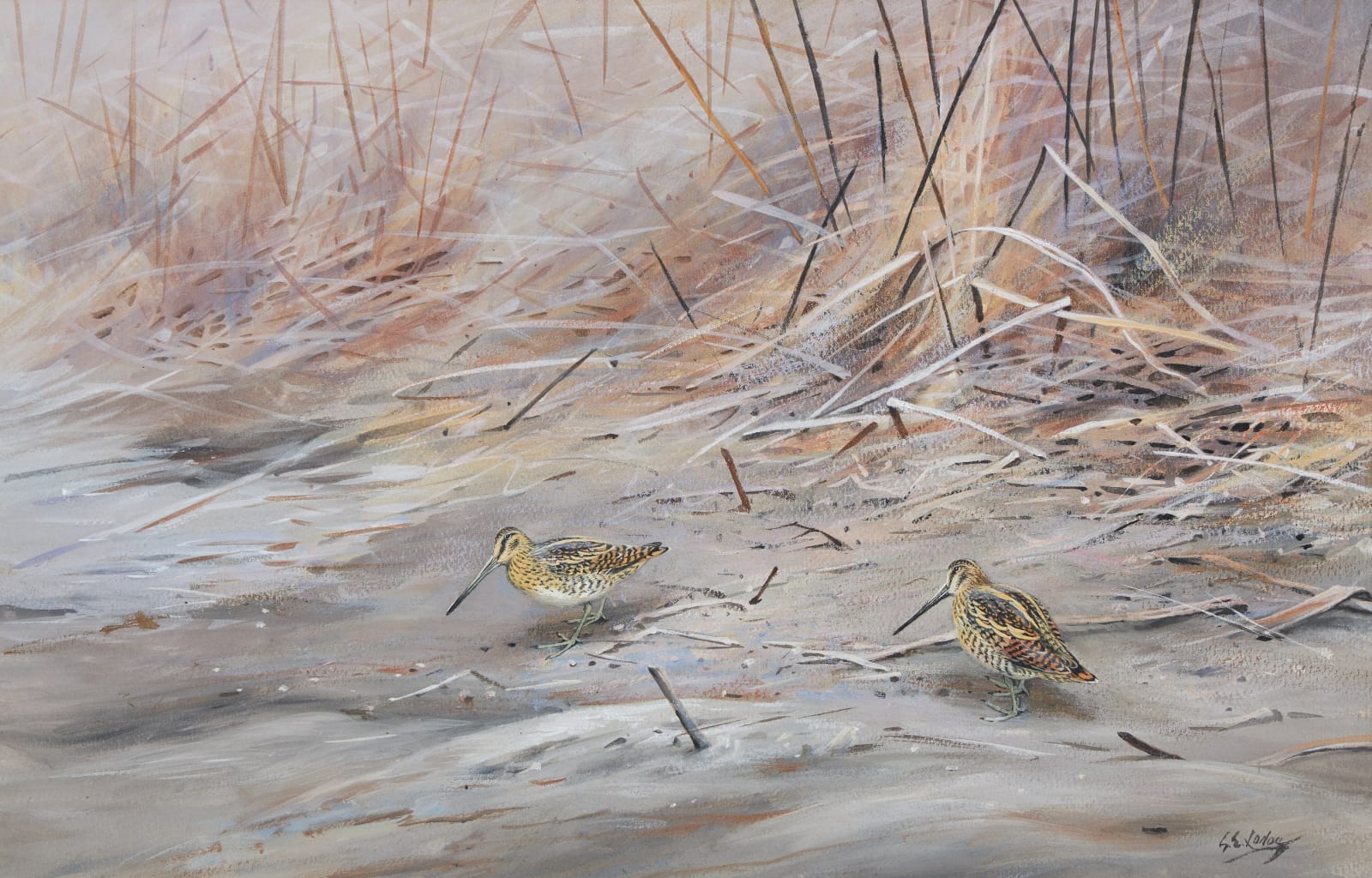 George Edward Lodge, Snipe