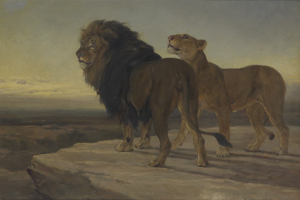 Heywood Hardy, Lions surveying their territory