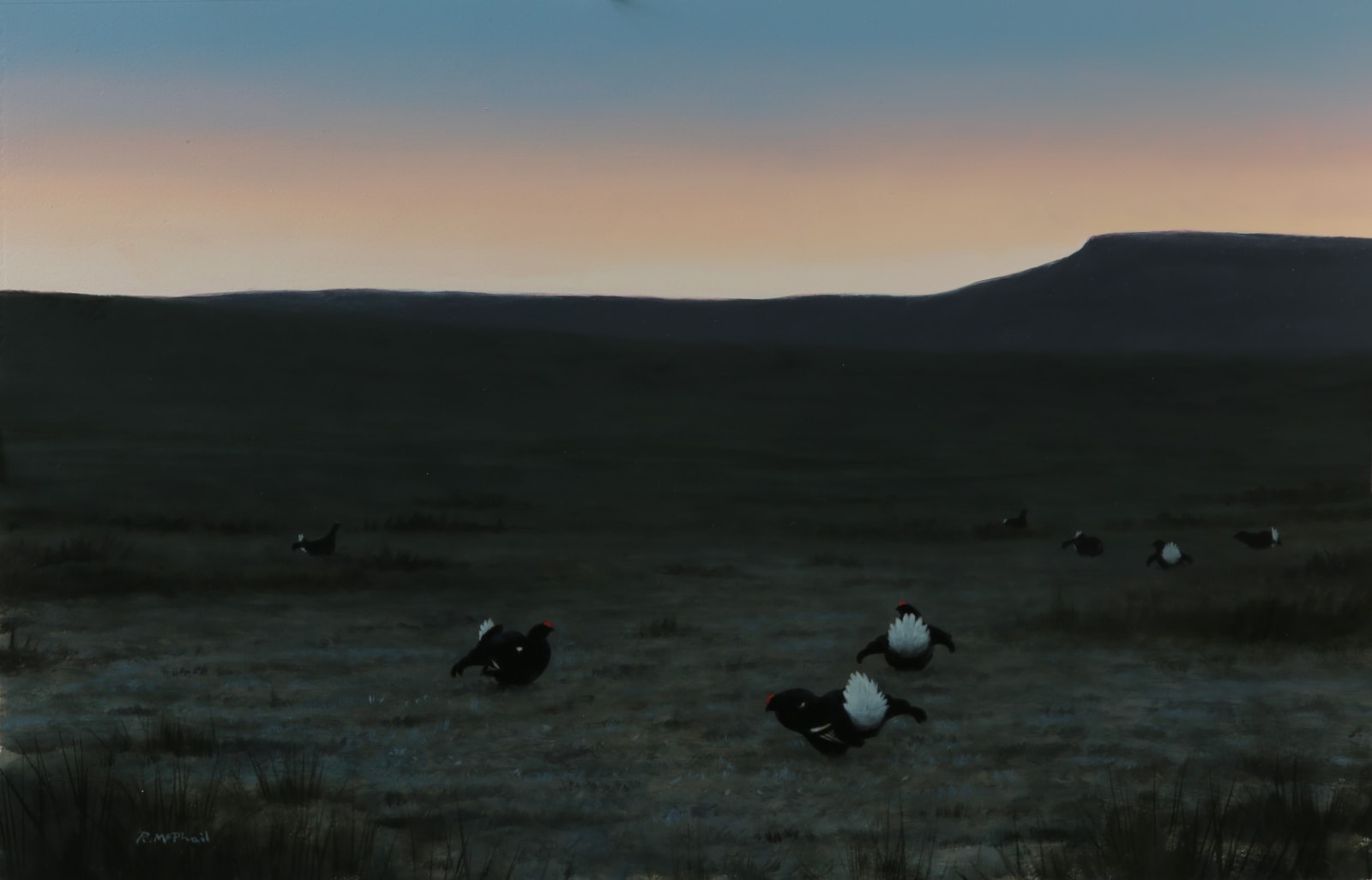 Rodger McPhail, Blackcock Lek